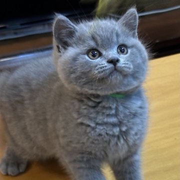 ブリティッシュショートヘア【神奈川県・男の子・2024年2月18日・ブルー（ふわふわ）】の写真「3兄妹の中で 1番身体の 大きな子猫です。」