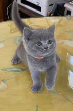 ブリティッシュショートヘア【神奈川県・女の子・2022年2月18日・ブルー(グレー)（ショート）】の写真「人を見ると 直ぐに寄ってくる可愛い女の子！」