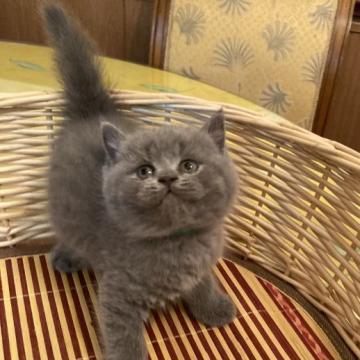 ブリティッシュショートヘア【神奈川県・男の子・2022年6月9日・ブルー（フワフワ）】の写真「ちょっと シャイな クリクリお目々の可愛い男の子。」