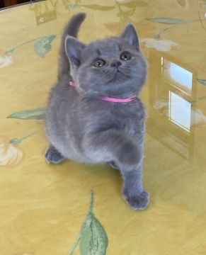 ブリティッシュショートヘア【神奈川県・女の子・2022年2月18日・ブルー(グレー)（ショート）】の写真「大きな瞳が魅力的！」