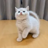 ブリティッシュショートヘア【神奈川県・男の子・2023年5月24日・クリーム】の写真1「2023年7月16日 リベルテ」