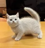 ブリティッシュショートヘア【神奈川県・男の子・2023年5月24日・クリーム】の写真2「2023年7月28日、おやつのミルクが口元に！」