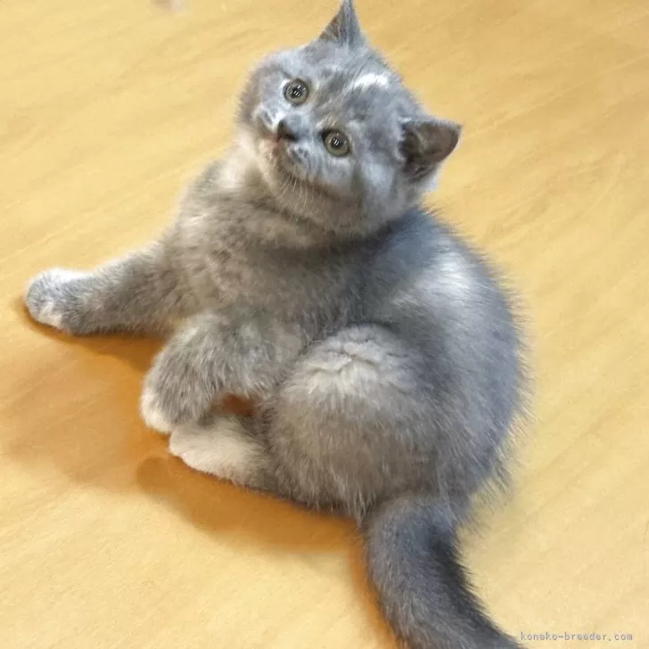 ブリティッシュショートヘア【神奈川県・女の子・2025年4月12日・ブルークリーム】の写真1