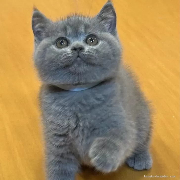 ID:2506-02066の子猫