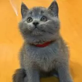 ブリティッシュショートヘア