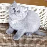 ブリティッシュショートヘア