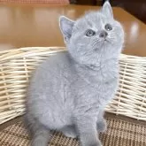 ブリティッシュショートヘア