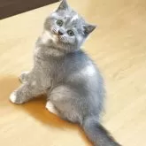 ブリティッシュショートヘア