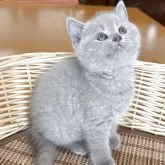 ブリティッシュショートヘア