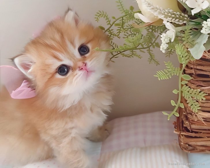 クラシカルでおしゃれで可愛い子猫を目指し、ブリーディングを行っています。｜岡田　智子(おかだ　ともこ)ブリーダー(兵庫県・ブリティッシュショートヘア・JPC登録)の紹介写真1