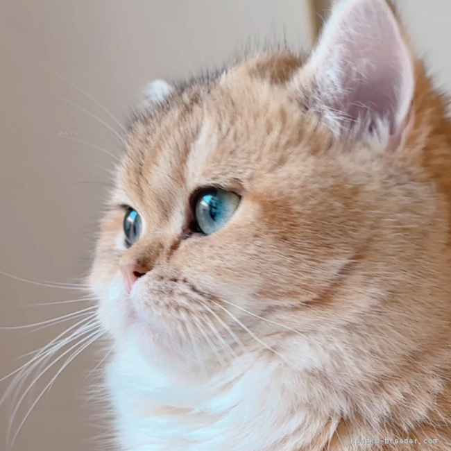 ママ猫候補のシナモンちゃん。とても綺麗なグリーンアイ｜岡田　智子(おかだ　ともこ)ブリーダー(兵庫県・ブリティッシュショートヘア・JPC登録)の紹介写真3