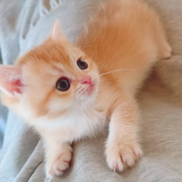 ID：2412-00517の子猫