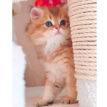 ブリティッシュショートヘア【兵庫県・男の子・2024年5月24日・ブラックゴールデンシェーデッド（ダブルコート、モフモフです！）】の写真「超甘えん坊な可愛い男の子♡」