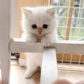 ブリティッシュショートヘア【兵庫県・男の子・2026年1月22日・白くてフワフワ! シマシマのしっぽが可愛い🩵】の写真6