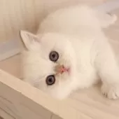 ブリティッシュショートヘア【兵庫県・男の子・2026年1月22日・白くてフワフワ! シマシマのしっぽが可愛い🩵】の写真12