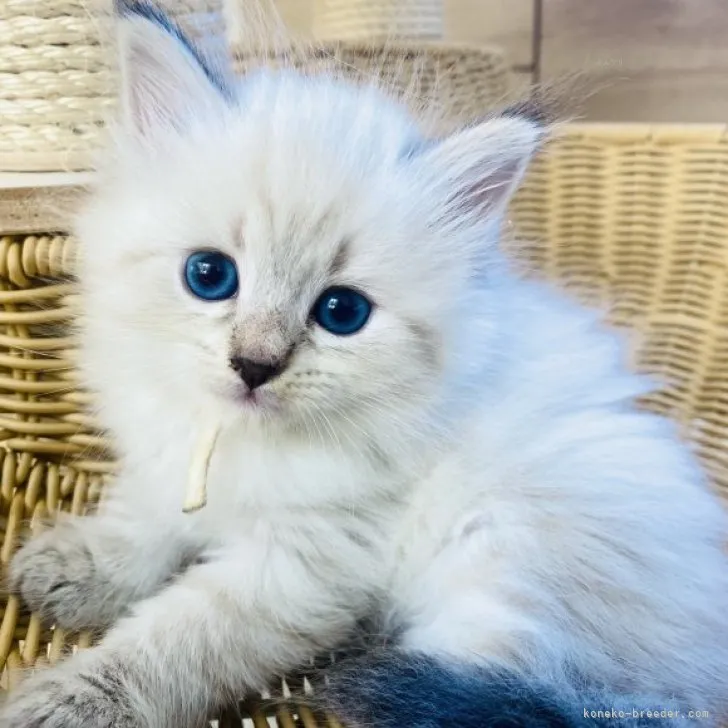 ID：2310-02639の子猫