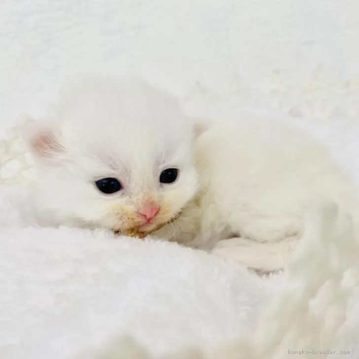 ID:2210-02417の子猫