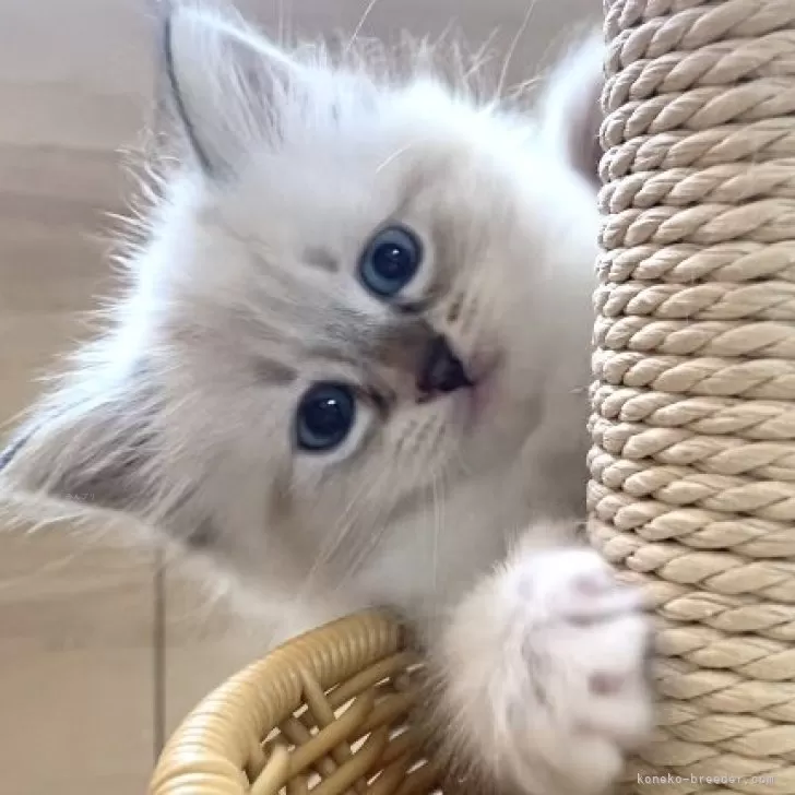 ID：2406-01801の子猫