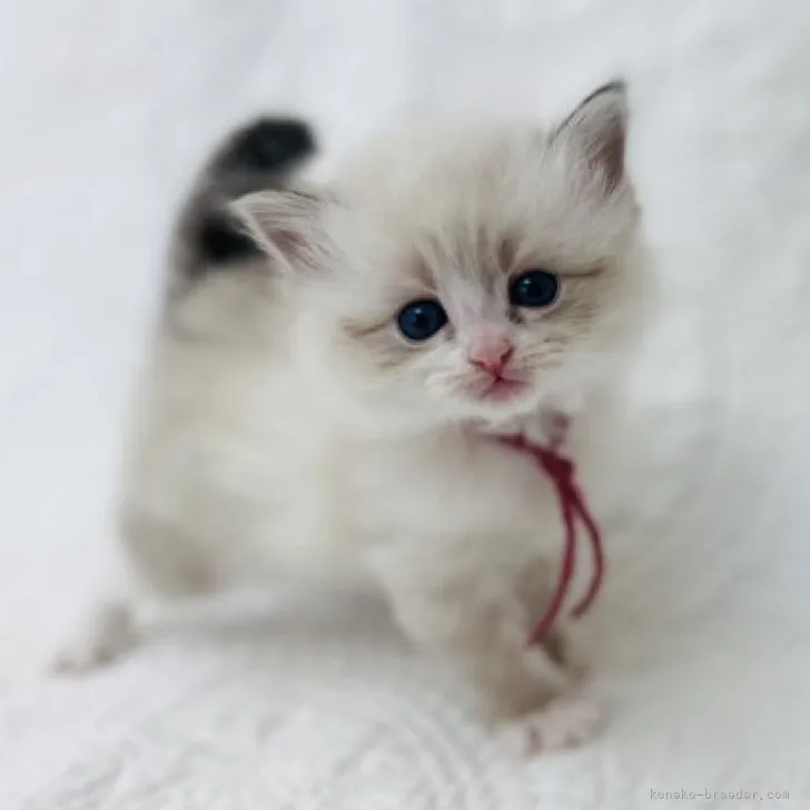 ID:2311-01676の子猫