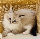 ネヴァマスカレード