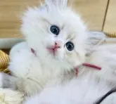 ネヴァマスカレード【北海道・女の子・2023年9月19日・ブルータビーポイントバイカラー】の写真4