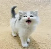 サイベリアン【北海道・女の子・2022年11月9日・ブルータビー&ホワイト】の写真4