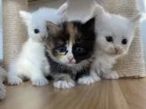 サイベリアン【北海道・女の子・2022年10月3日・キャリコ】の写真4「🫧🤍🐾🤍🫧」