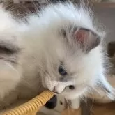 サイベリアン【北海道・女の子・2025年7月17日・ブルーポイントバイカラーウィズホワイト】の写真14