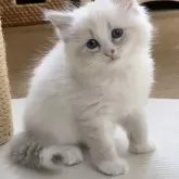 サイベリアン【北海道・女の子・2025年7月28日・ブルータビーポイントバイカラーウィズシルバー】の写真8