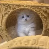 ネヴァマスカレード【北海道・男の子・2025年10月25日・ブルータビーポイントウィズホワイト】の写真13