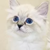 サイベリアン【北海道・男の子・2025年3月7日・シールタビーポイント】の写真13