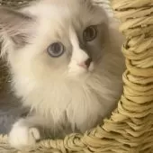 サイベリアン【北海道・女の子・2025年7月17日・ブルーポイントバイカラーウィズホワイト】の写真2