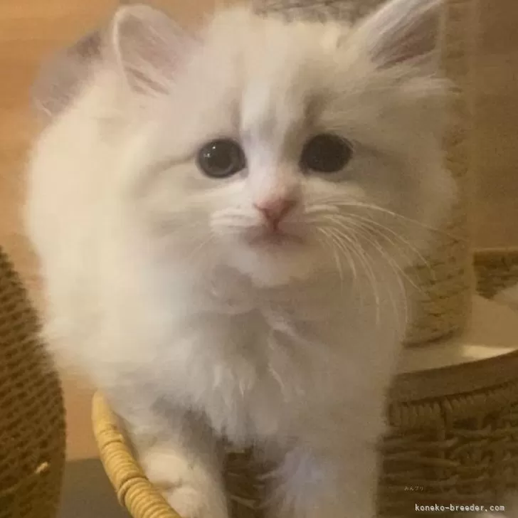 ID:2503-02010の子猫