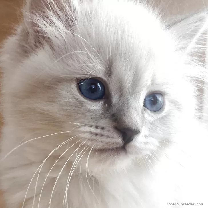 ID：2504-03241の子猫