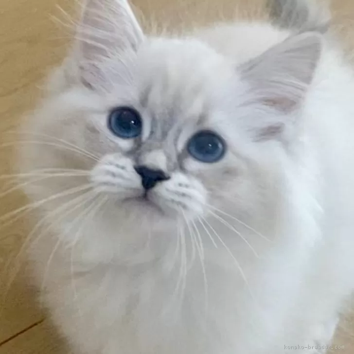 ID：2509-00736の子猫