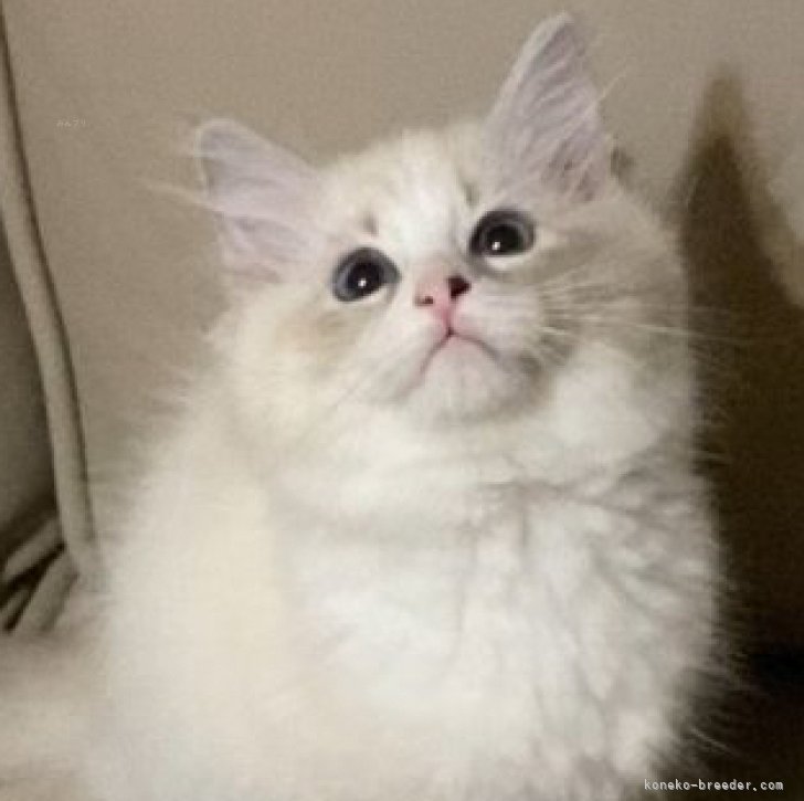 ブリーダー画像