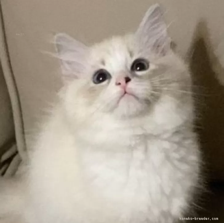 サイベリアン【北海道・女の子・2025年7月28日・ブルータビーポイントバイカラーウィズシルバー】の写真1