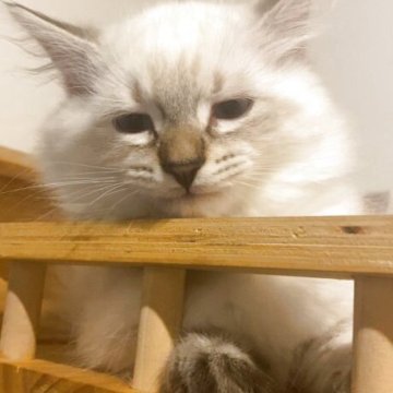 サイベリアン【北海道・男の子・2025年7月28日・ブルータビーポイント】の写真「両親外産🕊️父猫WCFチャンピオン＆母猫CH直子」