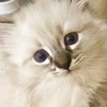 サイベリアン【北海道・女の子・2025年5月9日・シールータビーポイント】の写真「ネヴァマスカレードおんなのこ🤍すくすく成長中🕊」