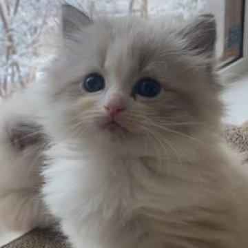 サイベリアン【北海道・女の子・2025年10月25日・シールタビーポイントバイカラーウィズホワイト】の写真「WCFチャンピオン直子の優良血統🤍🕊️両親外産」