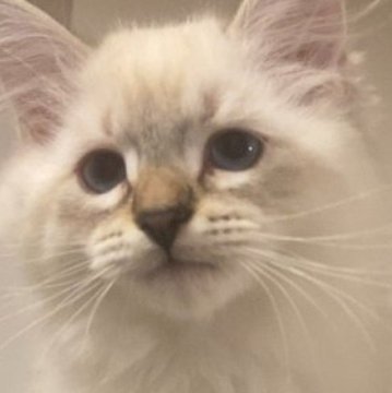 サイベリアン【北海道・男の子・2025年7月28日・ブルータビーポイント】の写真「両親外産🕊️父猫WCFチャンピオン&母猫CH直子」