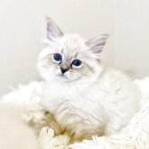サイベリアン