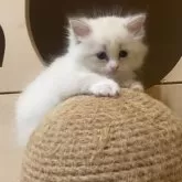 サイベリアン【北海道・女の子・2025年7月28日・ブルータビーポイントバイカラーウィズシルバー】の写真11