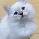 サイベリアン【北海道・男の子・2025年7月28日・ブルータビーポイント】の写真12