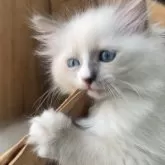 サイベリアン【北海道・女の子・2025年7月17日・ブルーポイントバイカラーウィズホワイト】の写真13