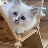 サイベリアン【北海道・女の子・2025年7月17日・ブルーポイントバイカラーウィズホワイト】の写真4