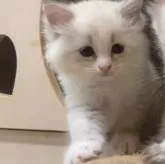 サイベリアン【北海道・女の子・2025年7月28日・ブルータビーポイントバイカラーウィズシルバー】の写真9