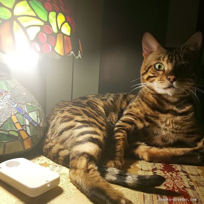 パパさん猫のジンジャー｜竹内　美穂(たけうち　みほ)ブリーダー(京都府・ベンガルなど・TICA/DREAM CAT CLUB登録)の紹介写真1