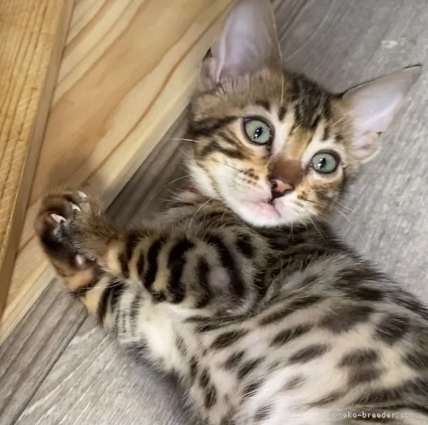 ID：2112-01261の子猫