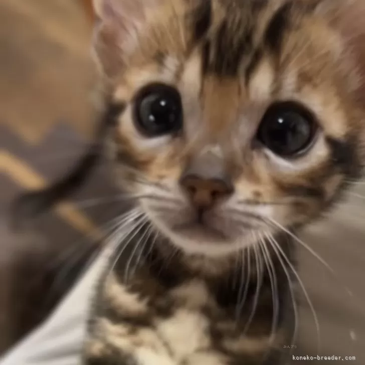 ID：2402-00767の子猫